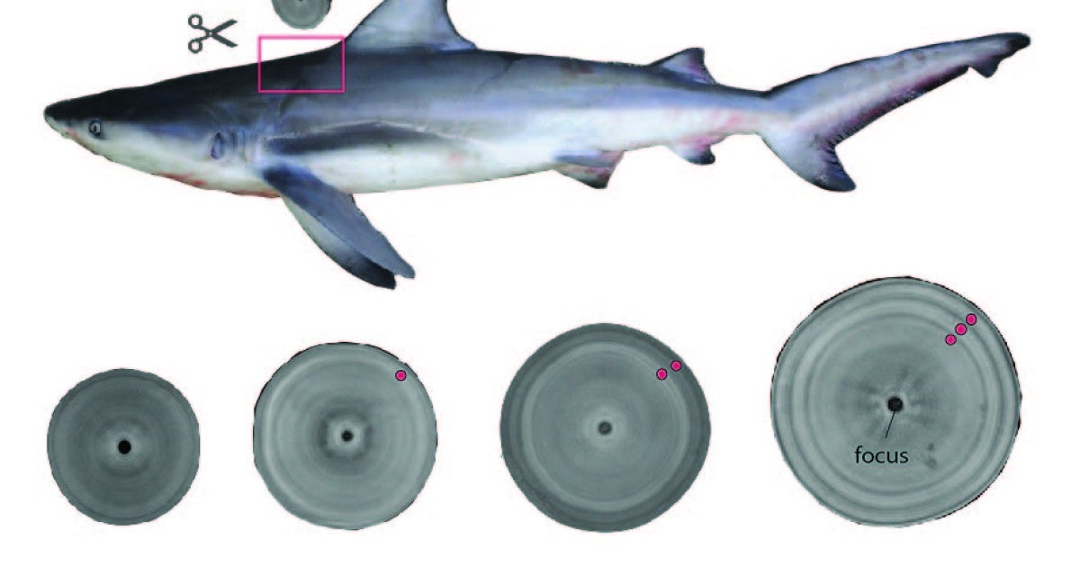 Bull shark image.jpg?h=